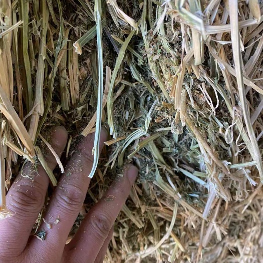 阿旗干草 天山头茬苜蓿