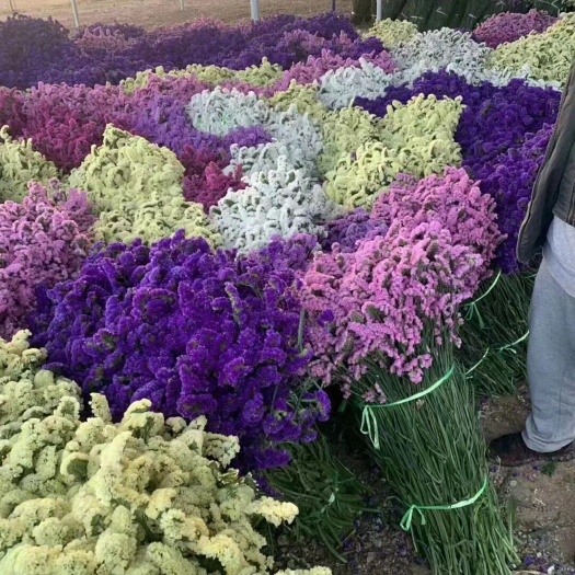 成都勿忘我切花 鲜花  云南鲜花勿忘我产地直销，颜色多，品种齐全
