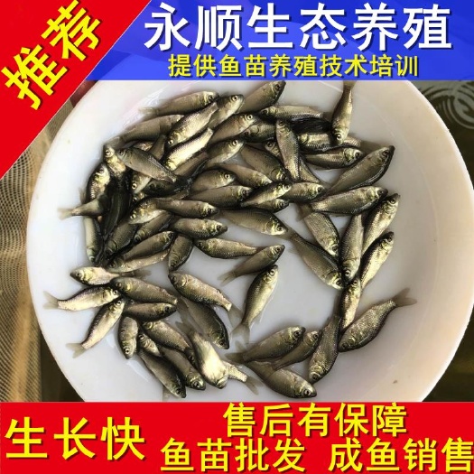 重庆市基地直供（鲫鱼）鱼苗、成品鱼