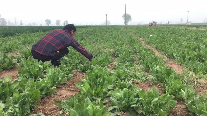 苦菜大叶菊苣菊苣菊苣牧草多年生牧草四季牧草养猪牧草养鸡