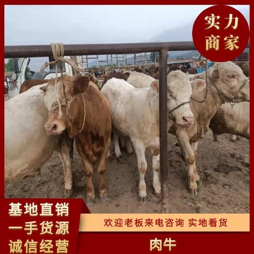 礼县肉牛   甘肃牛羊骡马交易市场代办
