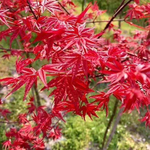 沭阳县美国红枫日本红枫中国红枫