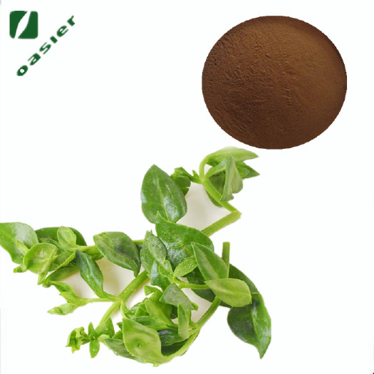 宝鸡植物添加剂 欧泽生物 饲料级 穿心莲提取物 穿心莲内酯98% 穿心莲粉