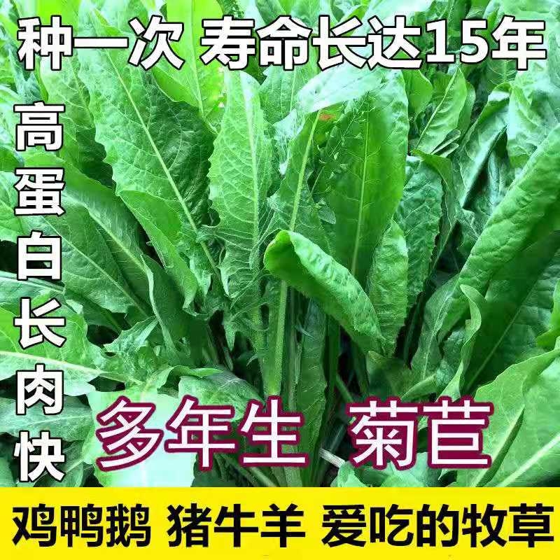 苦菜大叶菊苣菊苣菊苣牧草多年生牧草四季牧草养猪牧草养鸡