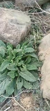 南召县癞蛤蟆草又称荔枝草小苗鲜货深山釆挖批发零售