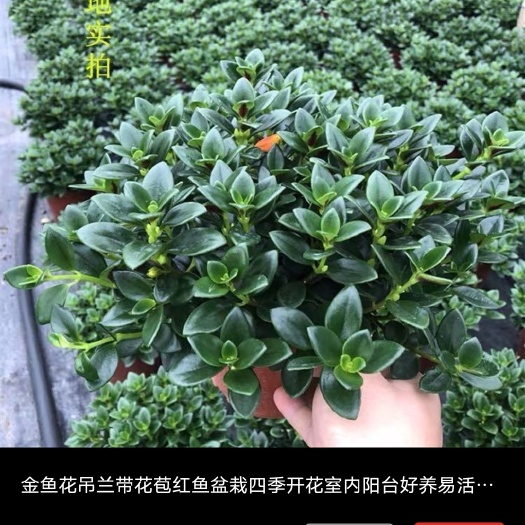 漳平市花金鱼吊兰 金鱼吊兰盆栽黑色营养盆福建龙岩基地