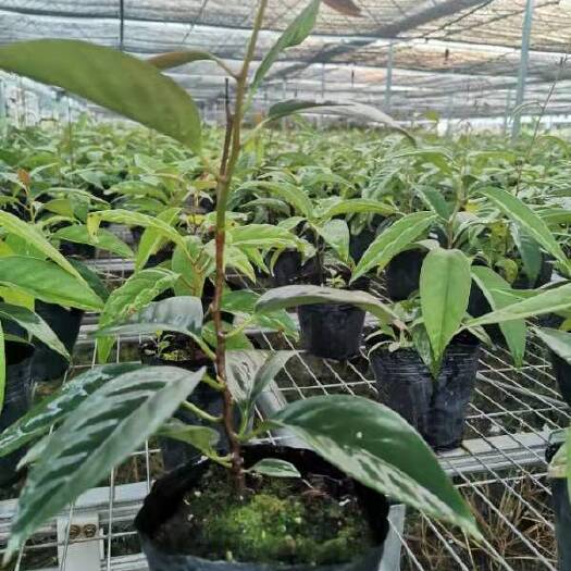 大田县粉红黑老虎苗  黑老虎苗 黑老虎科研种苗