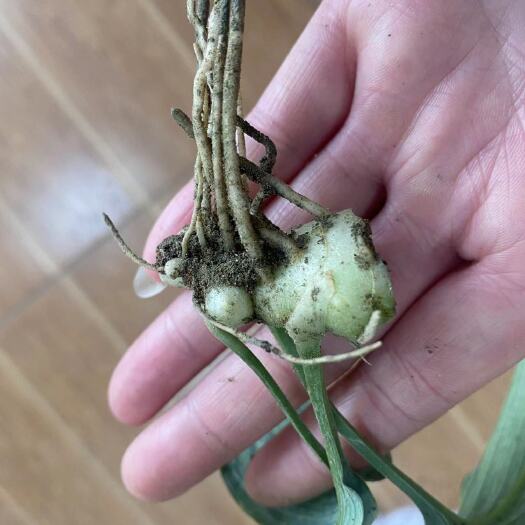 成都黄精种苗 黄精苗子