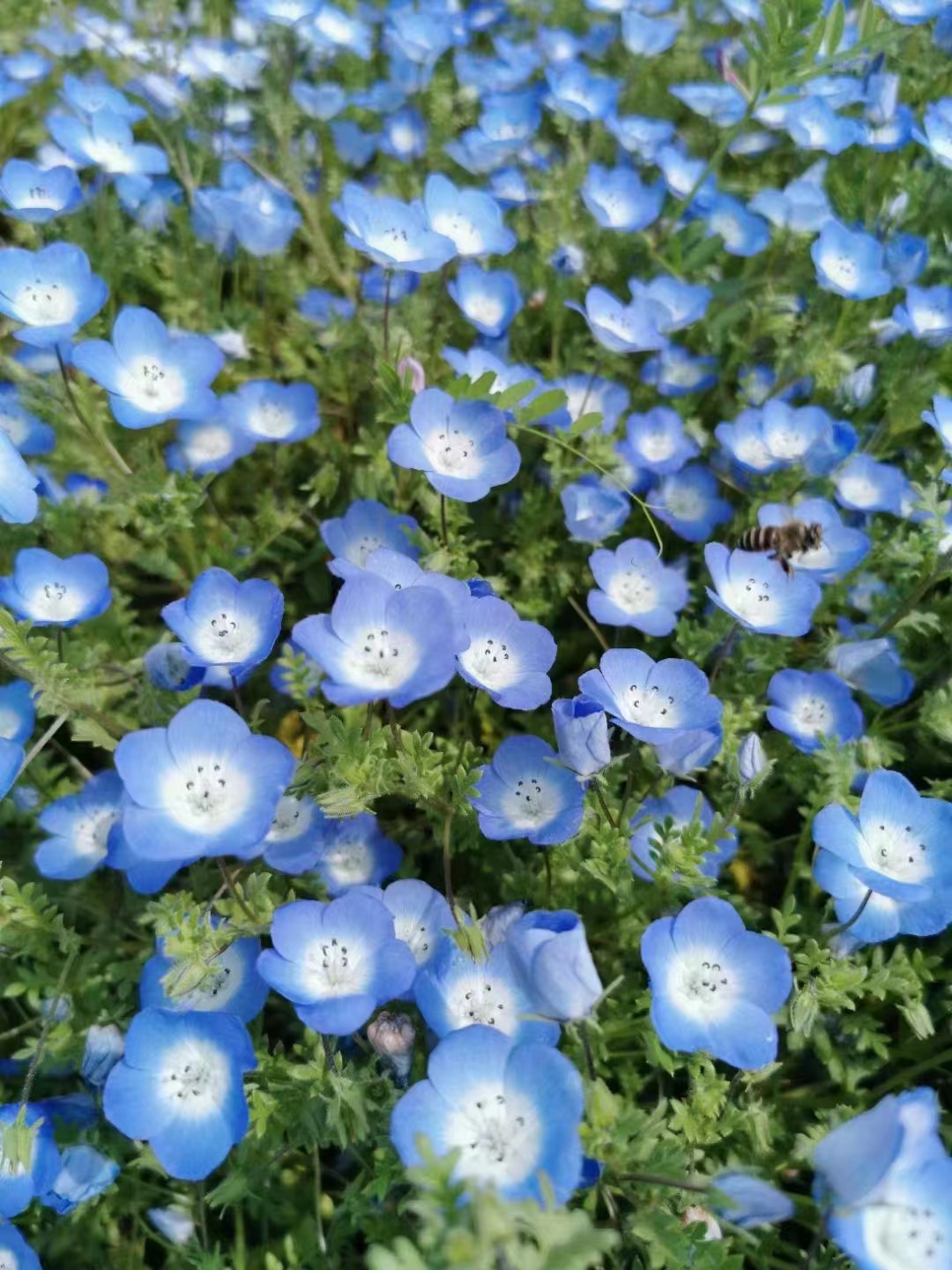 唐菖蒲  喜林草，粉蝶花，宿根草花系列。