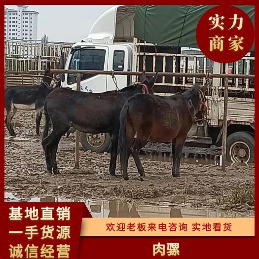 禮縣肉驢  肉騾，駝騾