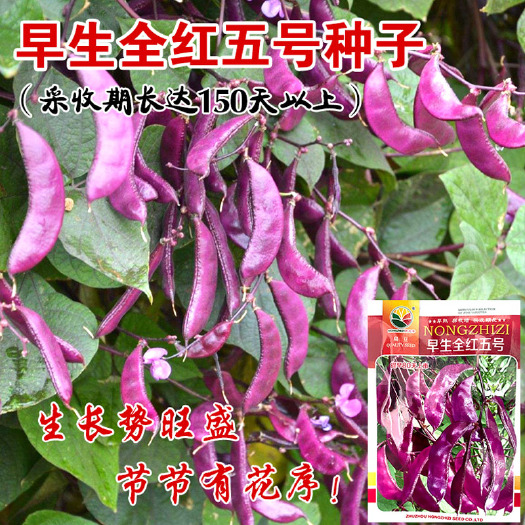 曹县扁豆种子  早生全红五号 紫扁豆 早熟 抗病强结果多种孑猪耳朵红边峨眉豆