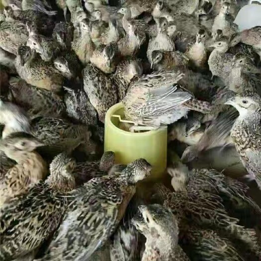 沭阳县山鸡苗 各种脱温鸡苗，鹅苗，大量批发，免费包邮到家