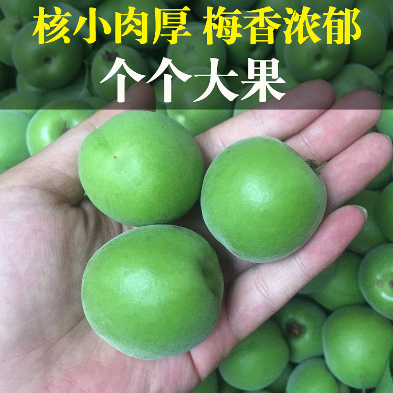 浙江青梅树苗嫁接酸梅子树果苗萧山长龙17南北方种植对版包活