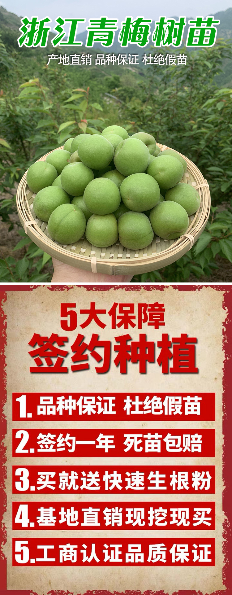 浙江青梅苗嫁接酸梅子树果苗萧山长龙17南方种植大全对版