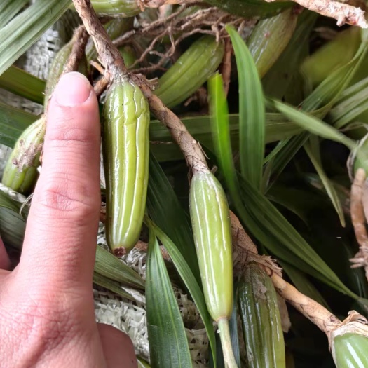 广州双叶大果石橄榄又名石仙桃，煲汤特别好喝