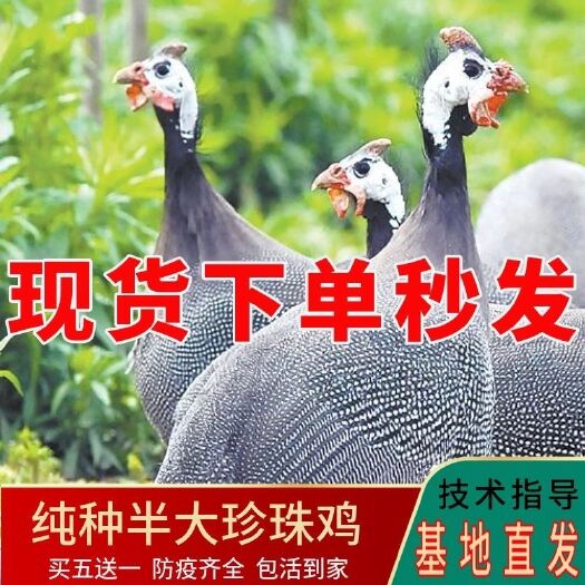 莘县 珍珠鸡