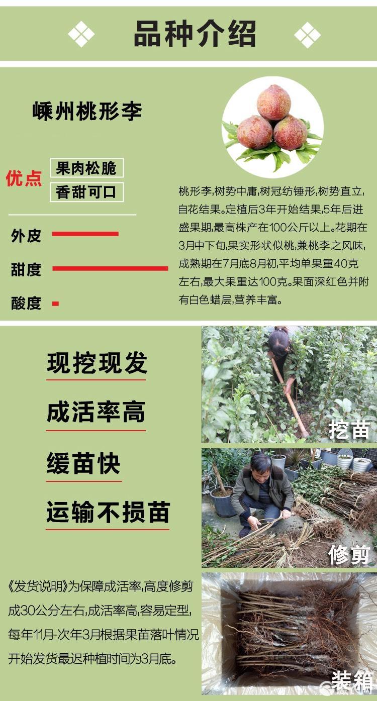 正宗嵊州桃形李苗嫁接浙江红心李子树果苗南方种植当年结果对版