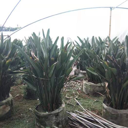 成都鹤望兰天堂鸟苗木基地，鹤望兰工程苗，鹤望兰杯苗