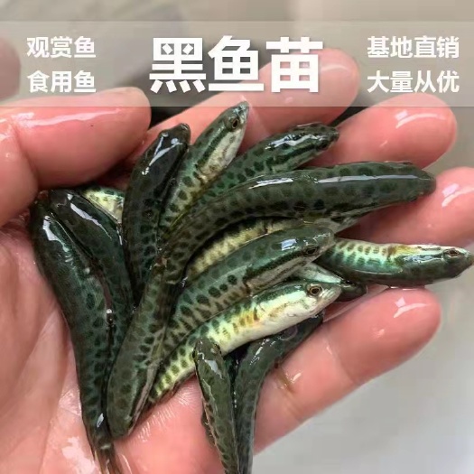 眉山白乌鱼苗 黑白乌鱼