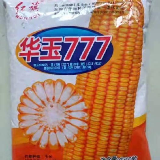 郑州华玉777 种子，矮秆，高丰收，抗倒伏，抗锈病，籽粒饱满