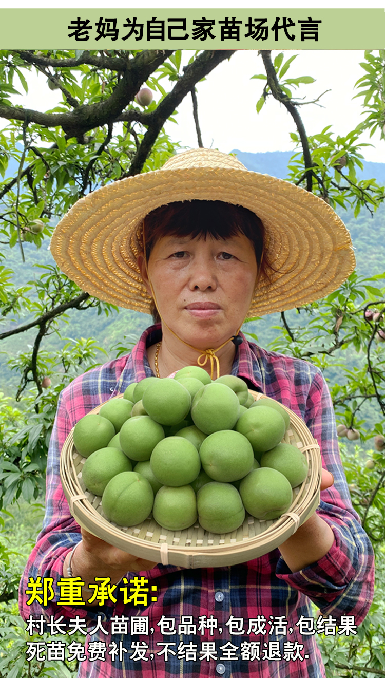 浙江青梅树苗嫁接酸梅子树果苗萧山长龙17南北方种植对版包活
