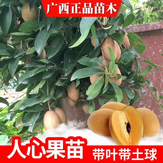 人参果苗 嫁接苗