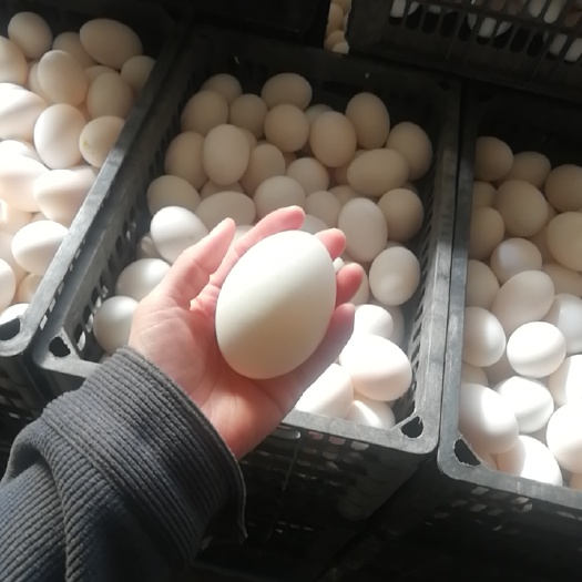 昌邑市鸭蛋  水洗蛋 白鸭蛋  还有超多种类鸭蛋，有需要可以联系