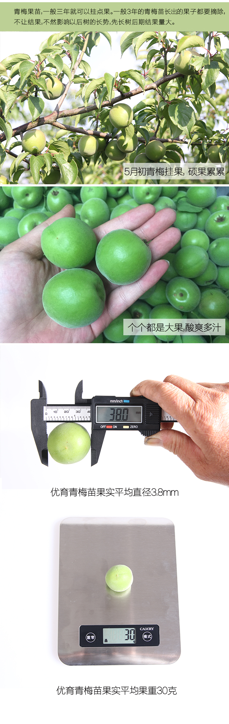 浙江萧山大青梅树苗嫁接酸梅子苗长龙17果苗南方种植对版