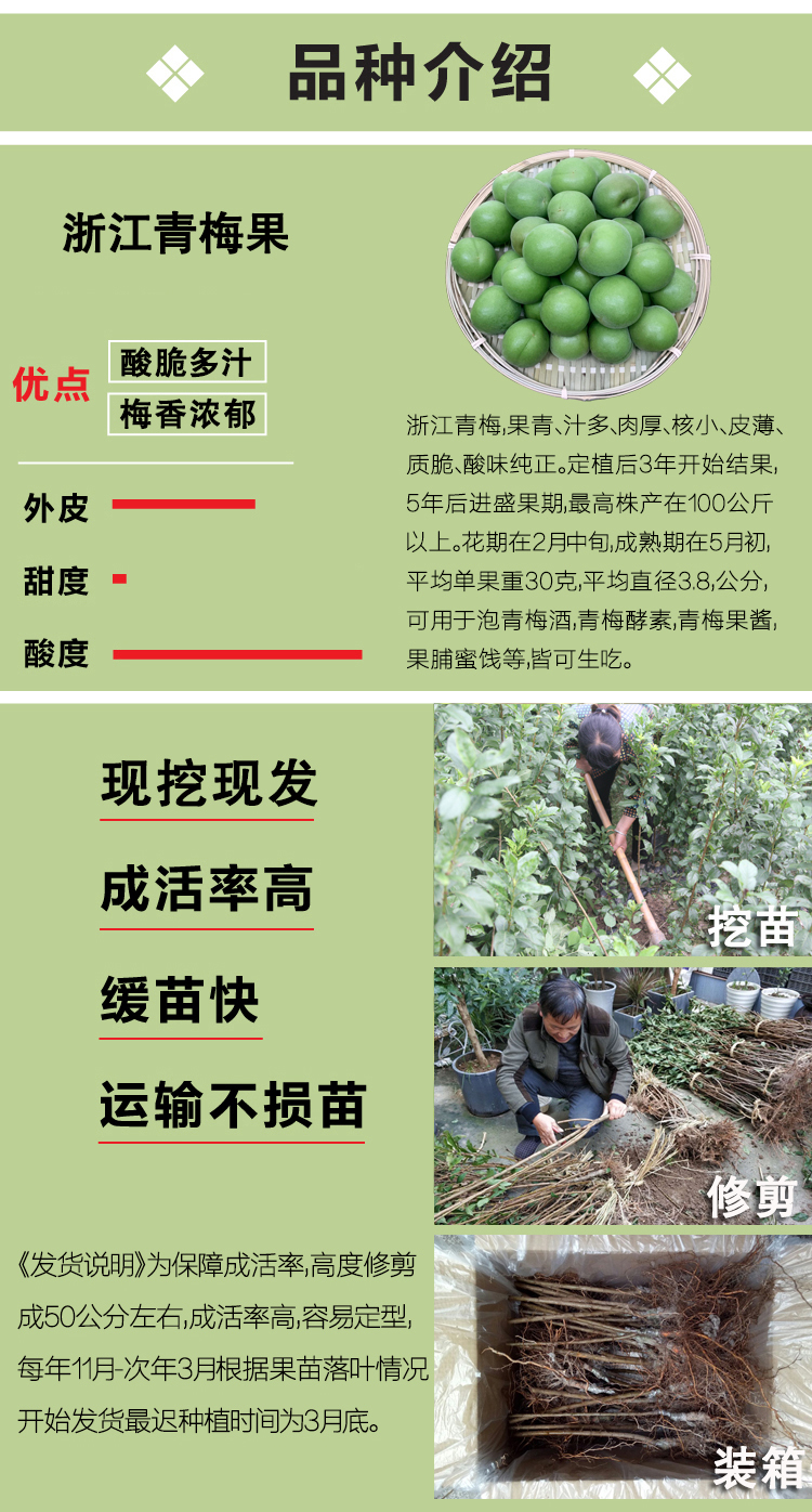 浙江青梅树苗嫁接酸梅子树果苗萧山长龙17南北方种植对版包活