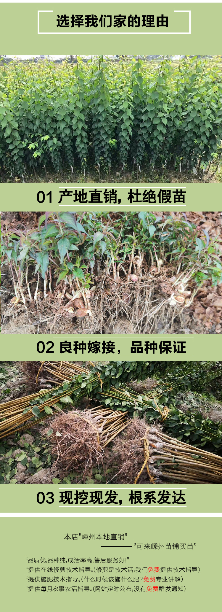 浙江萧山大青梅树苗嫁接酸梅子苗长龙17果苗南方种植对版