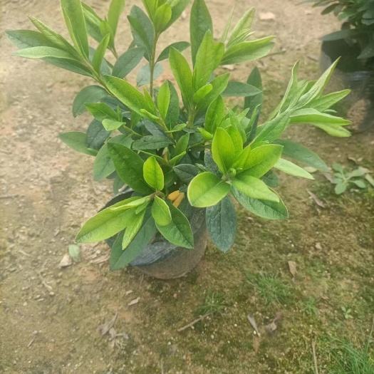 漳平市毛杜鹃 毛鹃杯苗