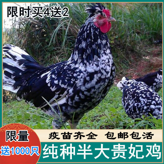 莘县 贵妃鸡
