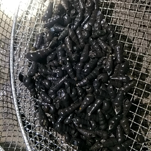 博白县 广西山坑螺