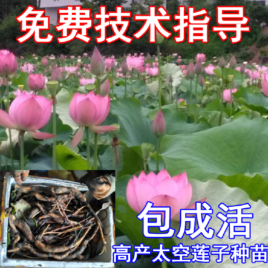 石城县太空莲36号莲藕种红莲藕 太空1号莲藕种 红花白莲花湘莲藕种