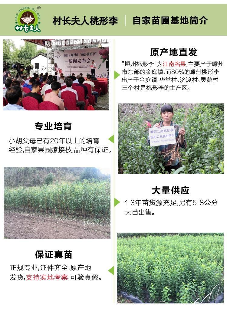 正宗嵊州桃形李苗嫁接浙江红心李子树果苗南方种植当年结果对版