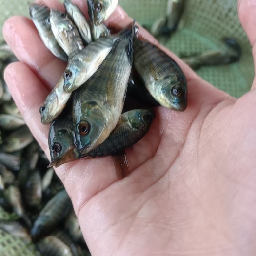 博罗县罗非鱼苗 