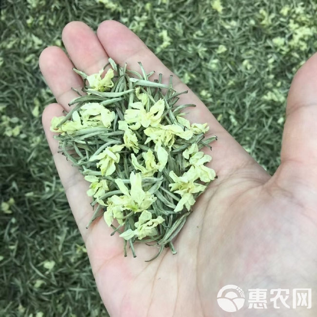 茉莉花茶 茉莉兰妃 2024新茶