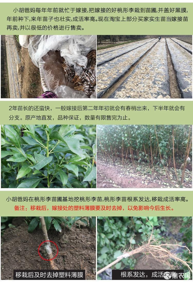 浙江嵊州桃形李苗嫁接李树果苗地栽南方种植当年结果技术指导