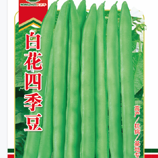 株洲原种白花四季豆种子架豆无筋豆早熟产量高耐热肉厚品质好春秋