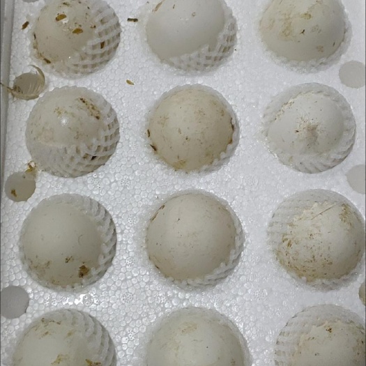 金乡县土鹅蛋 百子鹅灰羽，原种场发货