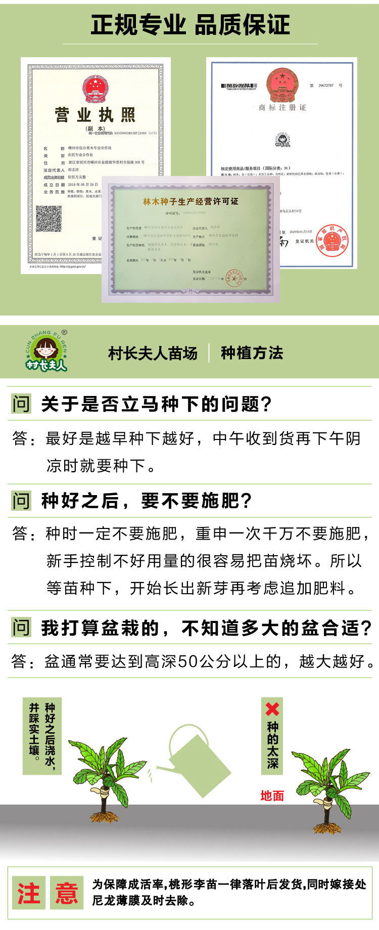 浙江萧山大青梅树苗嫁接酸梅子苗长龙17果苗南方种植对版