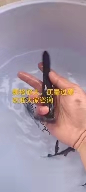 眉山鸭嘴鱼苗 鸭嘴鲟鱼苗 10公分以上，鲜活鱼苗