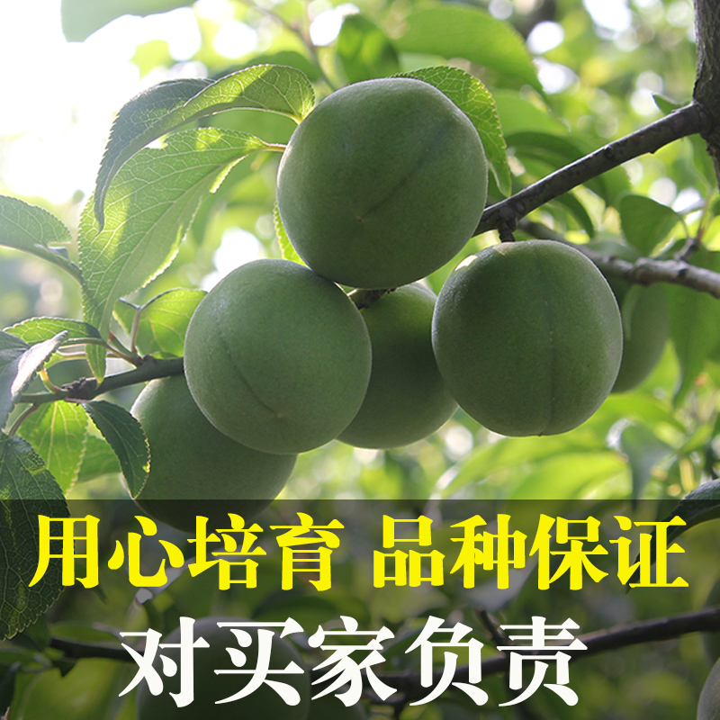 浙江青梅树苗嫁接酸梅子树果苗萧山长龙17南北方种植对版包活