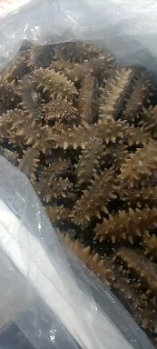 大连 即食海参