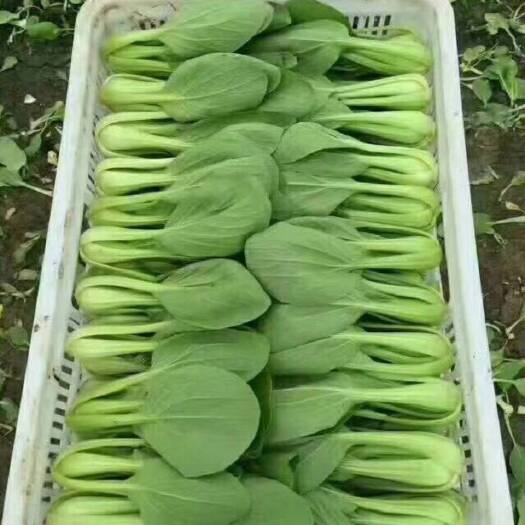 曹县 大量出售上海青  小白菜  各种叶菜
