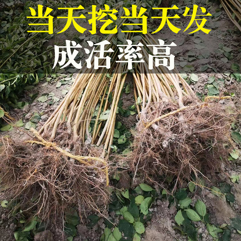 浙江萧山大青梅树苗嫁接酸梅子苗长龙17果苗南方种植对版