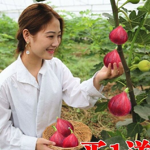沭阳县波姬红无花果苗 无花果树苗波姬红特大无花果苗当年结果盆栽地栽南北方种植果树苗