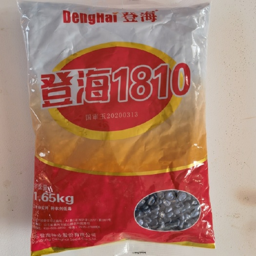 济南登海1810玉米种子 登海1810玉米种