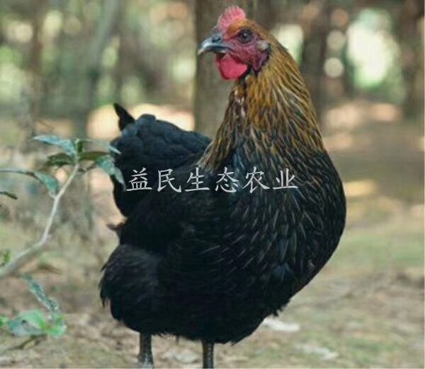 衡阳黑鸡苗 黑土鸡苗 包运输包马立克疫苗