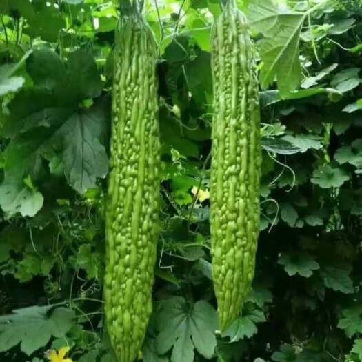 荷兰绿苦瓜种子，杂交一代新品种绿苦瓜种子抗病能力强，